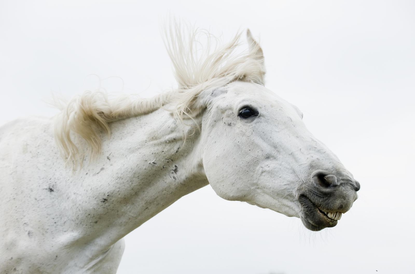 Halswirbelfraktur Pferd Symptome