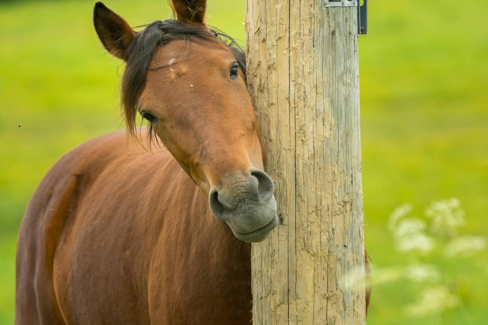 Impfung Gegen Ekzem Pferd