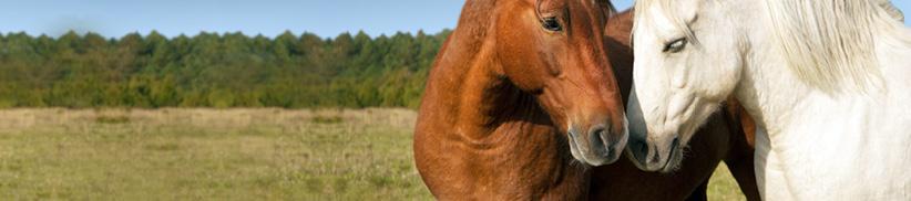 Kräuter für Pferde - wenn Hormone verrückt spielen