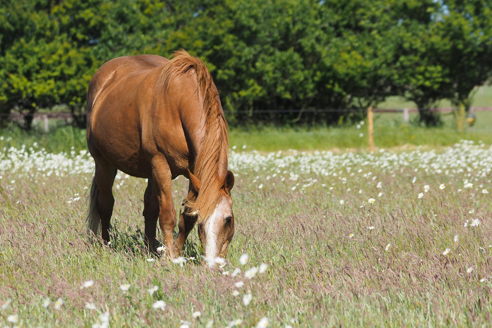 Wunderschone Fruktan Im Gras Fotos