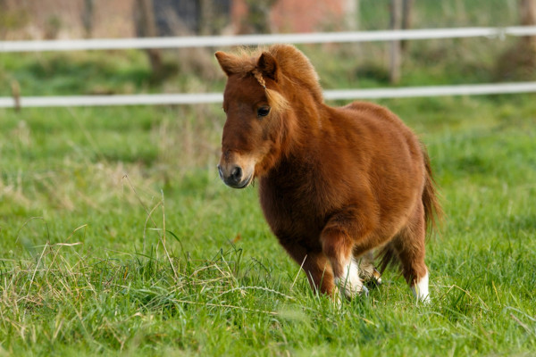 pony-richtig-fuettern